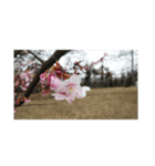 花はな華の写真 川津桜サクラ春の季節（個別スタンプ：7）