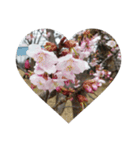 花はな華の写真 川津桜サクラ春の季節（個別スタンプ：8）