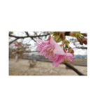花はな華の写真 川津桜サクラ春の季節（個別スタンプ：9）