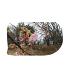 花はな華の写真 川津桜サクラ春の季節（個別スタンプ：10）