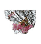 花はな華の写真 川津桜サクラ春の季節（個別スタンプ：11）