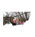 花はな華の写真 川津桜サクラ春の季節（個別スタンプ：12）