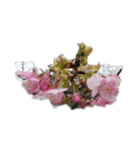 花はな華の写真 川津桜サクラ春の季節（個別スタンプ：14）