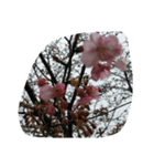 花はな華の写真 川津桜サクラ春の季節（個別スタンプ：15）