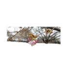 花はな華の写真 川津桜サクラ春の季節（個別スタンプ：16）