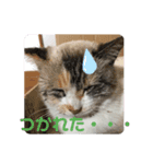 らむとこた（個別スタンプ：3）