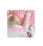 らむとこた（個別スタンプ：8）