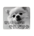 レンくんテテくん（個別スタンプ：16）