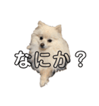 レンくんテテくん（個別スタンプ：20）