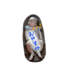 さるちゃんず（個別スタンプ：29）