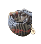 にゃんこの挨拶^._.^（個別スタンプ：3）
