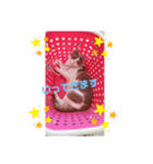 にゃんこの挨拶^._.^（個別スタンプ：4）