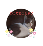 にゃんこの挨拶^._.^（個別スタンプ：5）