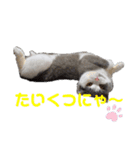 にゃんともなんだなぁ（個別スタンプ：16）