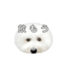 飲もう！ビションフリーゼ 大福くん（個別スタンプ：1）
