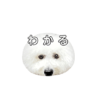 飲もう！ビションフリーゼ 大福くん（個別スタンプ：2）