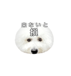飲もう！ビションフリーゼ 大福くん（個別スタンプ：4）