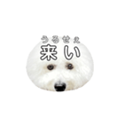 飲もう！ビションフリーゼ 大福くん（個別スタンプ：5）