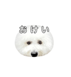 飲もう！ビションフリーゼ 大福くん（個別スタンプ：6）