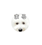 飲もう！ビションフリーゼ 大福くん（個別スタンプ：7）