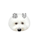 飲もう！ビションフリーゼ 大福くん（個別スタンプ：9）