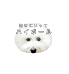 飲もう！ビションフリーゼ 大福くん（個別スタンプ：11）