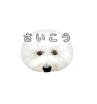 飲もう！ビションフリーゼ 大福くん（個別スタンプ：14）