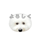 飲もう！ビションフリーゼ 大福くん（個別スタンプ：15）