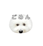 飲もう！ビションフリーゼ 大福くん（個別スタンプ：16）