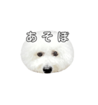 飲もう！ビションフリーゼ 大福くん（個別スタンプ：21）