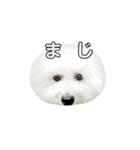 飲もう！ビションフリーゼ 大福くん（個別スタンプ：22）