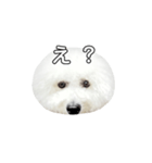 飲もう！ビションフリーゼ 大福くん（個別スタンプ：23）