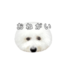 飲もう！ビションフリーゼ 大福くん（個別スタンプ：24）