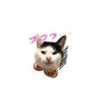 うちのネム氏 2（個別スタンプ：1）