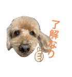 愛犬わんころ（個別スタンプ：1）