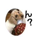 愛犬わんころ（個別スタンプ：2）