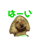 愛犬わんころ（個別スタンプ：9）