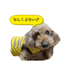 愛犬わんころ（個別スタンプ：10）
