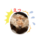 愛犬わんころ（個別スタンプ：11）