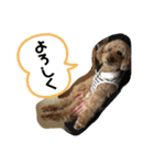 愛犬わんころ（個別スタンプ：12）
