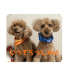愛犬わんころ（個別スタンプ：13）