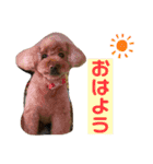 愛犬わんころ（個別スタンプ：14）