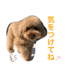 愛犬わんころ（個別スタンプ：15）