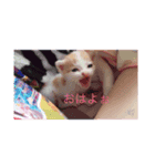 可愛い仲間たち‼（個別スタンプ：3）