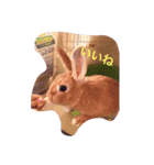 可愛い仲間たち‼（個別スタンプ：5）