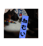 みや いい子（個別スタンプ：3）