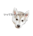 husky baby aldo（個別スタンプ：1）