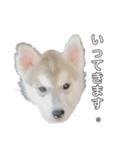 husky baby aldo（個別スタンプ：2）