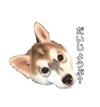 husky baby aldo（個別スタンプ：3）