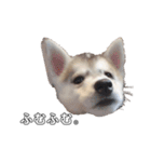 husky baby aldo（個別スタンプ：4）